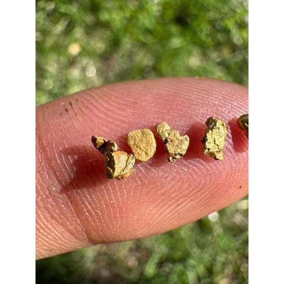 California Gold Nuggets in Display Case - 0.33 grams - Picture 5 of 8